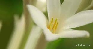 augmented_Polianthes tuberosa flower8_0_9846.jpeg